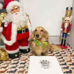 Sniffalot Dog Advent Box