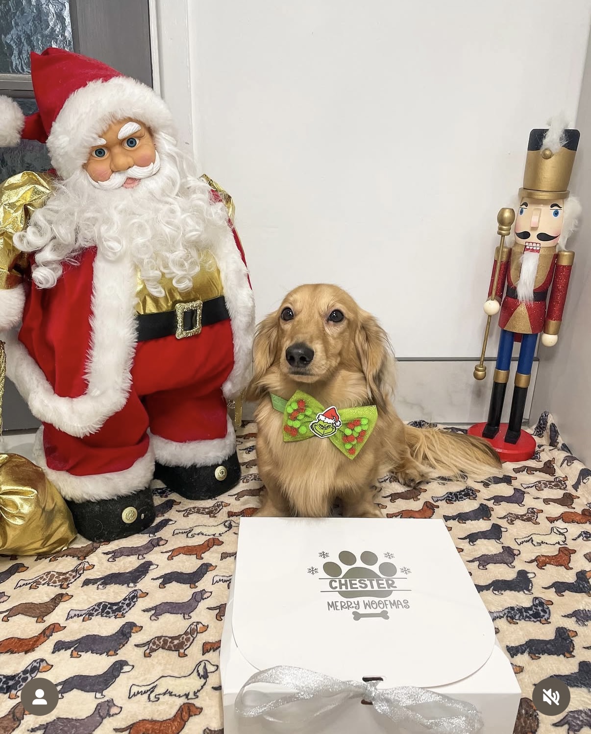 Sniffalot Dog Advent Box