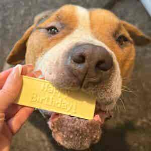 Happy Birthday Dog Chocolate Bar